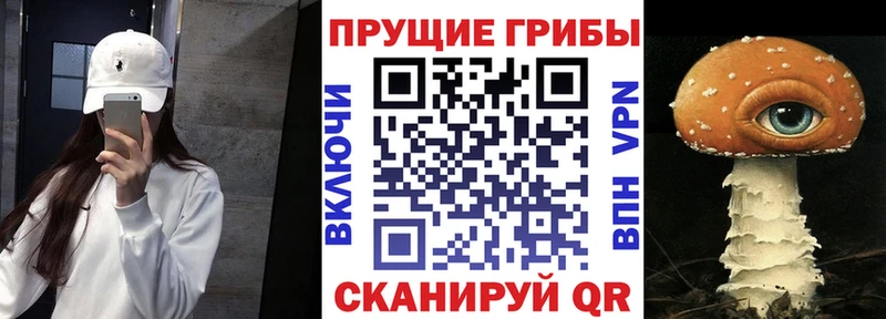 цены   Покровск  Псилоцибиновые грибы Cubensis 